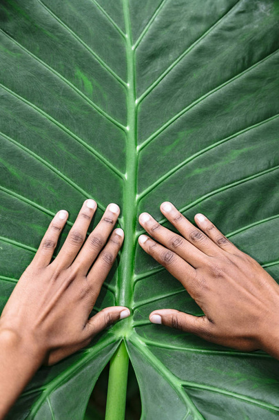 African-american female hands isolated on green leaf - Photo, image