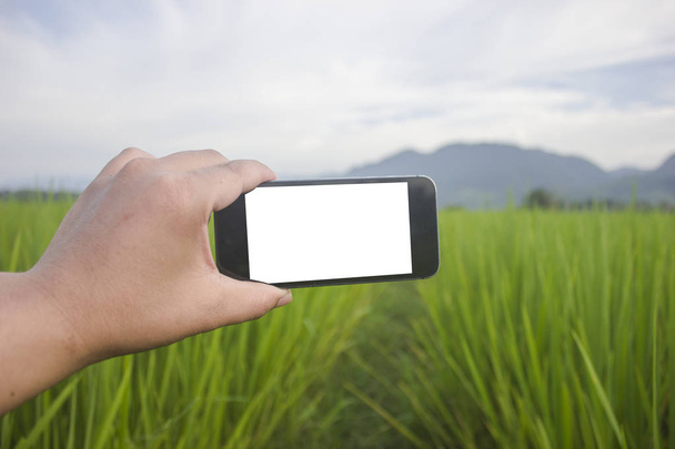 Hand Mann hält Smartphone in Reisgrün Wachstum abgelegt auf weiß - Foto, Bild