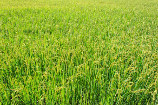 Reisfelder in Thailand - Foto, Bild