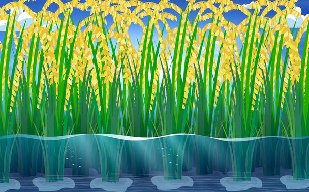 vue des plants de riz sous l'eau dans les rizières
 - Vecteur, image