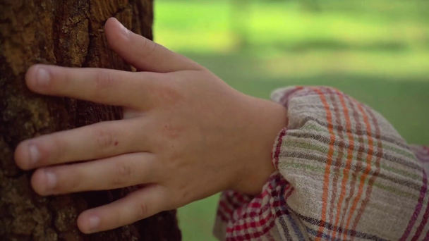 vista trasera del niño pelirrojo tocando troncos de árbol en el parque
 - Imágenes, Vídeo