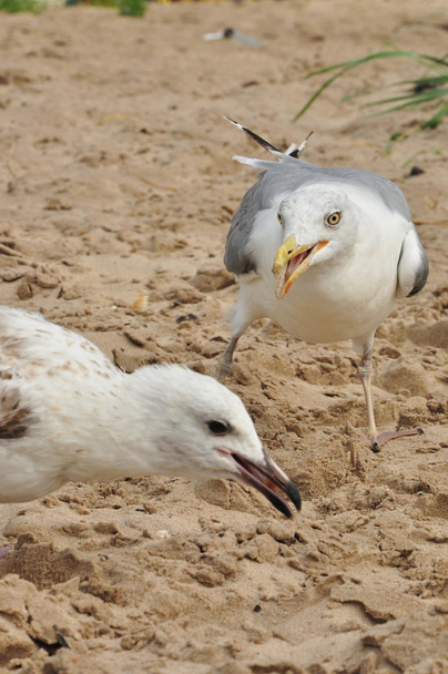 Gull, gulls - Photo, Image