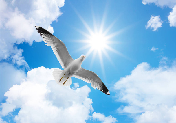 hemel en bloem of duif plafond - Foto, afbeelding