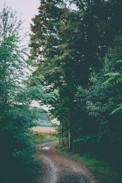 Fotografía vertical de un estrecho sendero en medio de árboles con un fondo borroso
 - Foto, imagen