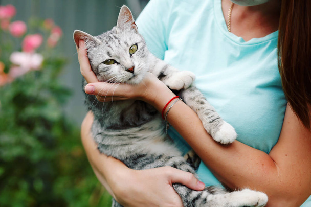 Cropped view of woman holding grey tabby cat in hands - Fotoğraf, Görsel