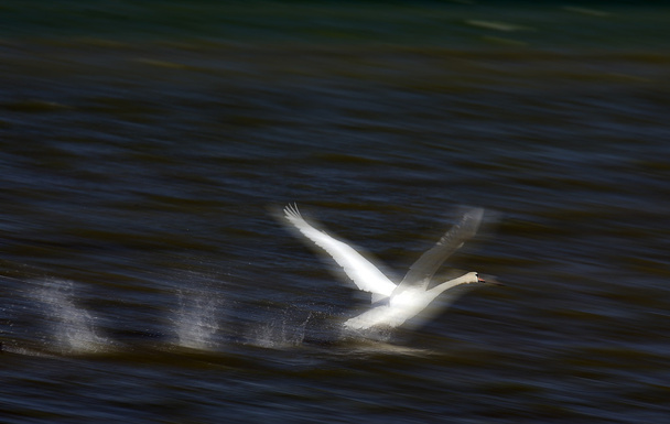 Лебедь в полете
 - Фото, изображение