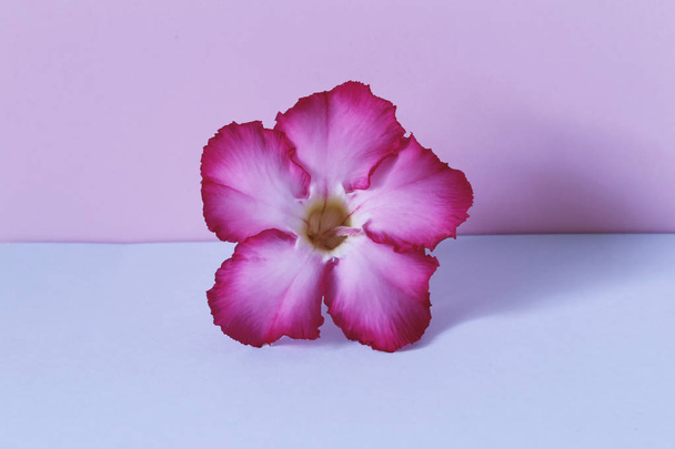 Créativité de fleur rose sur fond rose pastel et bleu. Idée minimale concept d'été
 - Photo, image