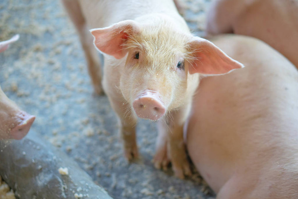 Groep van varkens die ziet er gezond in de lokale ASEAN varkenshouderij bij vee. Het concept van gestandaardiseerde en schone landbouw zonder lokale ziekten of omstandigheden die van invloed zijn op de varkens groei of feconiteit - Foto, afbeelding
