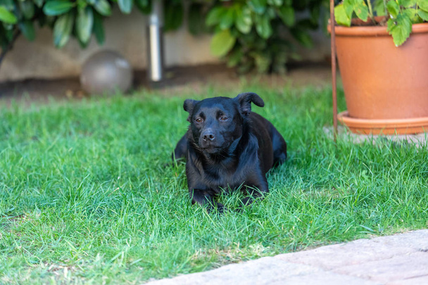 Ένα μικρό μαύρο σκυλί σε ύπαιθρο σε πράσινο γρασίδι. Ο σκύλος είναι ένα μεικτό - Φωτογραφία, εικόνα
