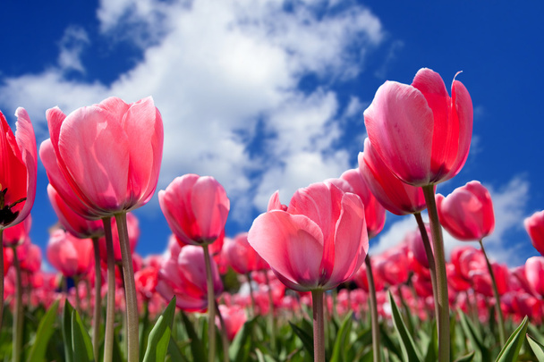 Hermosas flores de primavera
 - Foto, imagen