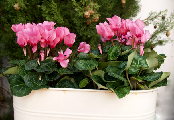 pink cyclamen on pot - Photo, Image
