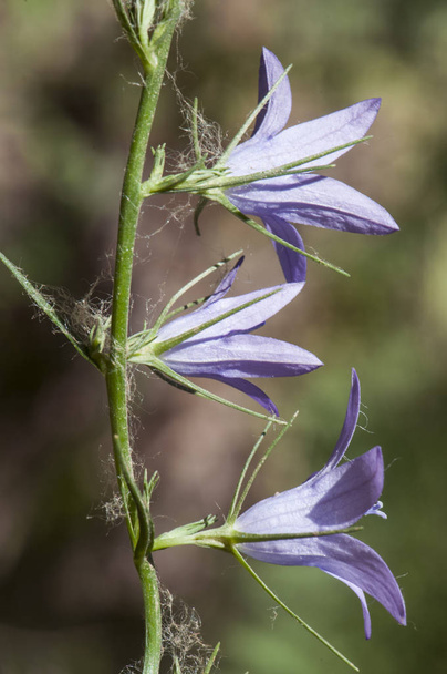 Dzwonek rapunkuł Rampion Bellflower, Rampion, lub Rover Bellflower gatunków Campanula z wydłużone kwiatowe pręty i fioletowe kwiaty niebieskie - Zdjęcie, obraz