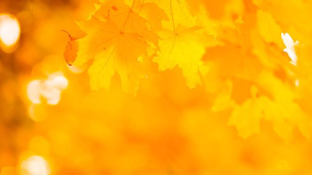 Des feuilles d'orange sur un arbre. Feuilles d'érable jaunes sur fond flou. Feuilles dorées dans le parc d'automne. Écran large. Espace de copie
 - Photo, image