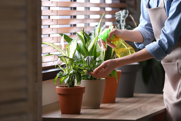 Young woman taking care of houseplant indoors, closeup. Interior element - 写真・画像
