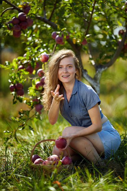 Attractive young blond woman picking apples in a basket in the orchard - Fotografie, Obrázek