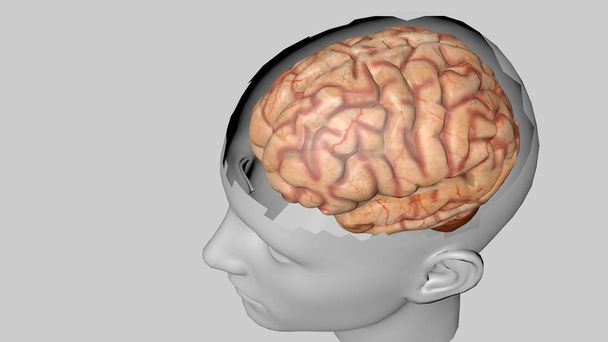 Anatomisches 3D-Modell des menschlichen Gehirns für Medizinstudenten. - Foto, Bild