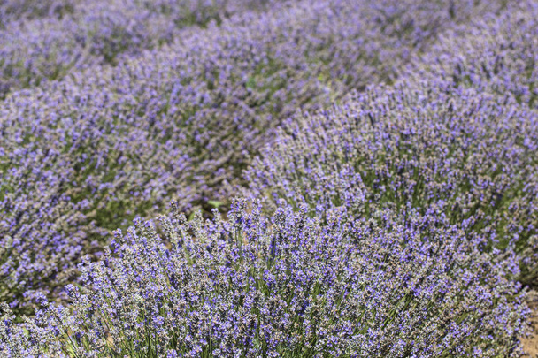 Flowering lavender. Field of blue flowers. Lavandula - flowering plants in the mint family, Lamiaceae. - Valokuva, kuva