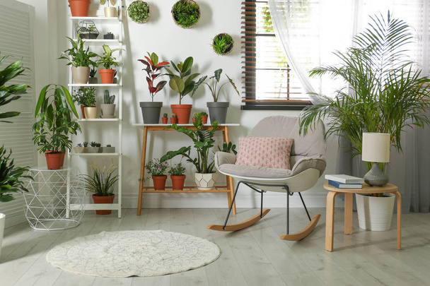 Stylish room interior with different home plants - Zdjęcie, obraz