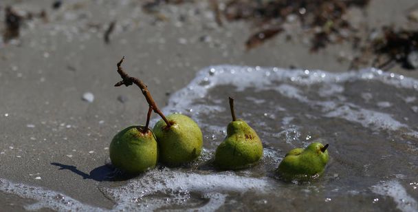 濡れ砂の上の緑の梨 - 写真・画像
