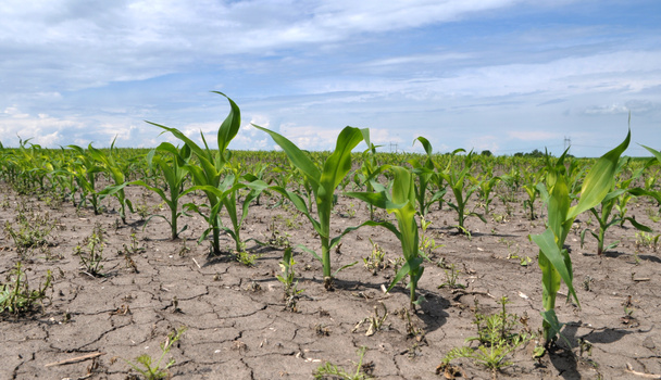 El maíz joven que usa herbicidas está protegido de las malas hierbas
 - Foto, Imagen