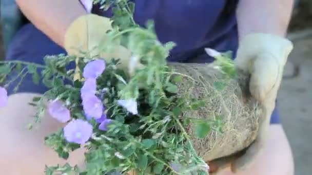 Een man probeert de wortels van een pot-gebonden plant los te maken - Video