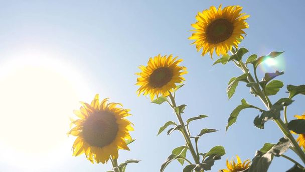 Gyönyörű mezők napraforgós a nyár sugarai a fényes napsütésben. Szántóföldi növények érlelő termése. sárga napraforgó virágok területén a felhők háttérben. napraforgó leng a szél. - Fotó, kép