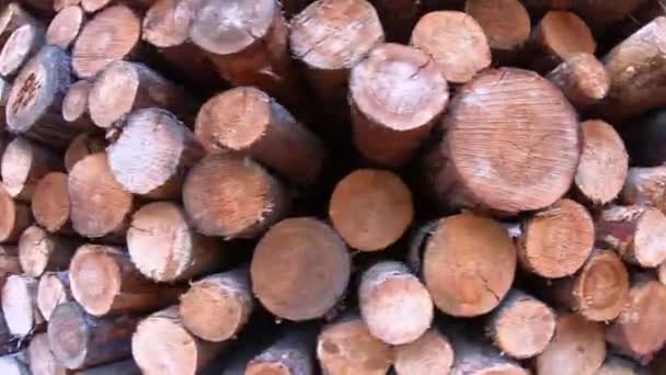 Ξύλα για το πεύκο, εστίες ξύλου σε κοντινό πλάνο, κάθαρση δάσους, φορητή βολή. Αποψίλωση, ξυλουργικά και ξυλεία, βιομηχανία χαρτοπολτού, ξυλουργική. Ερήμωση των δασών, ανεξέλεγκτη κάθαρση. Πριονισμένες κορμοί δέντρων στοιβάζονται σε κούτσουρο ξύλου - Πλάνα, βίντεο