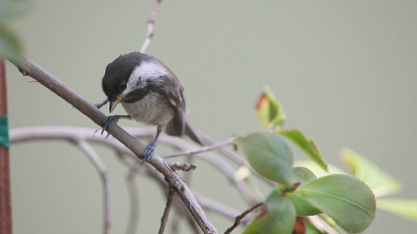 Yeni teşekküllü chickadee kanatlarını sallar ve beslenmek için ağlar - Video, Çekim