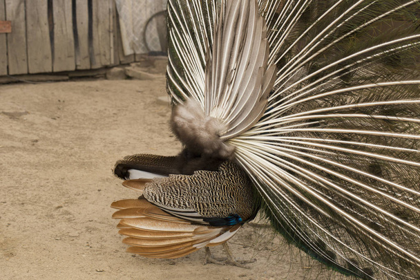 インドの孔雀や青い孔雀(パヴォクステータス)、大きくて明るい色の鳥。孔雀。美しい鳥だピーヘン羽の裏側、ゆるい尾を持つ. - 写真・画像