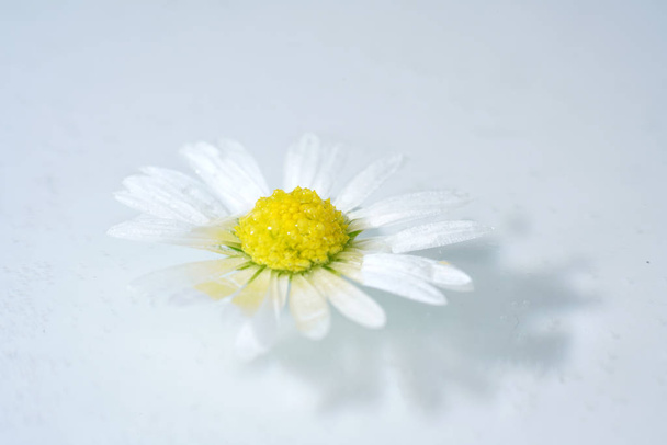 Perennial Daisy, Small-sized, Thousand-Tiny, Pale-silvered or Swiss Margritli, is a species within the daisy family. - Φωτογραφία, εικόνα