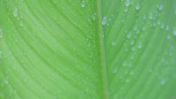 Closeup view of a large leaf with water trickling down - Footage, Video