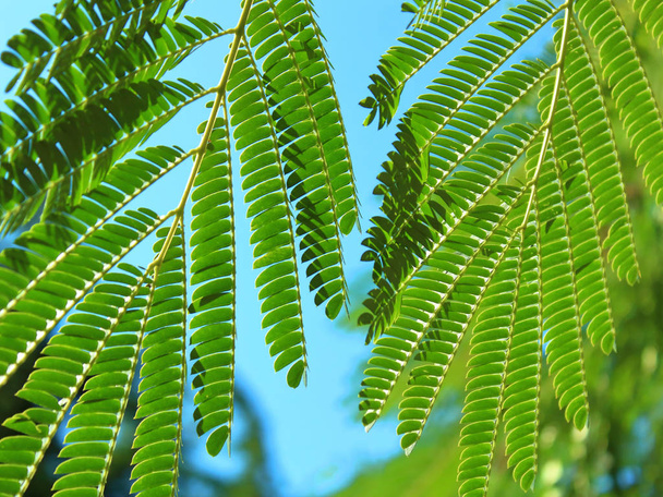 κλαδιά με μικρά πράσινα φύλλα στον ουρανό - Φωτογραφία, εικόνα
