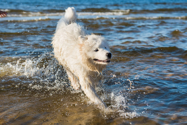 Perro blanco Samoyed nada en el agua en el Mar Báltico
 - Foto, imagen