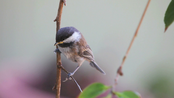 Egy madár csak ki a fészekből ellenőrzi a környezetét - Felvétel, videó