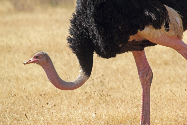 Closeup of a male ostrich - Фото, изображение