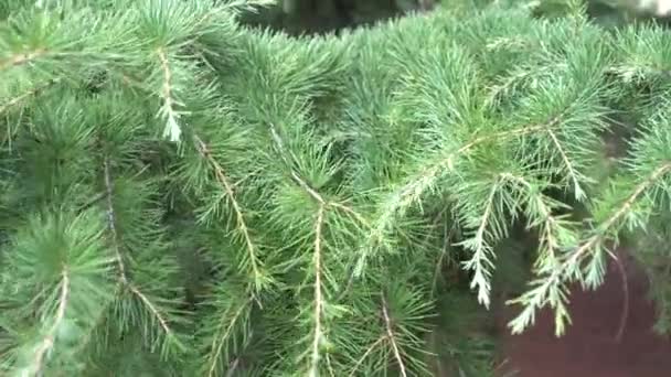 Coniferous branches fluctuate from the wind on a sunny day in the park. Christmas mood - Filmati, video