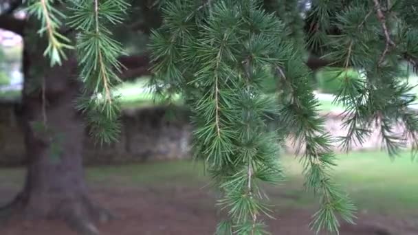 Coniferous branches fluctuate from the wind on a sunny day in the park. Christmas mood - Materiaali, video