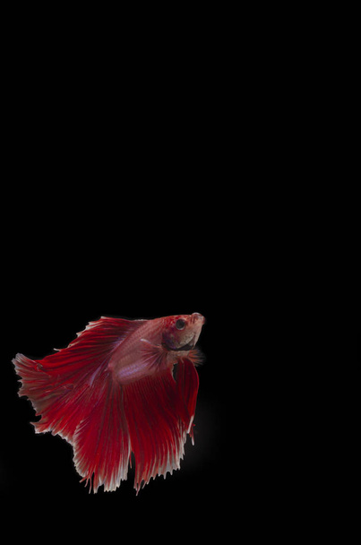 A Betta, pesce siamese che combatte elegantemente contro uno sfondo nero in un'illuminazione lusinghiera
. - Foto, immagini