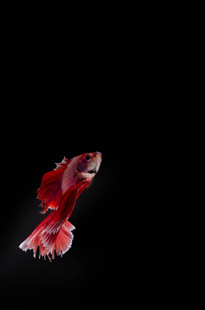 Μια Μπέτα, ένα ψάρι που παλεύει κομψά με μαύρο φόντο σε κολακευτικό φωτισμό. - Φωτογραφία, εικόνα