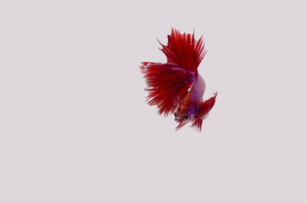 Los peces siameses de lucha comúnmente conocidos como Betta nadan graciosamente sobre un fondo blanco
 - Foto, imagen