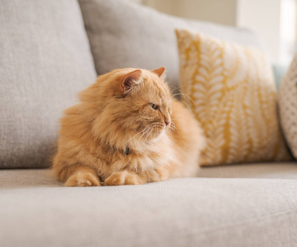 Güneşli bir günde evde kanepede yatan güzel kızıl uzun saçlarını kedi - Fotoğraf, Görsel