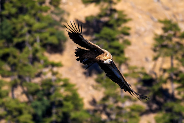 Vulture vliegen. Vogel: Griffon gier Gyps fulvus. Denizli Akdag Turkije. Groene bosachtergrond. - Foto, afbeelding