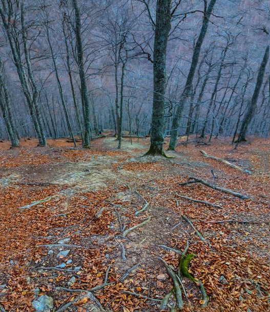 quiet autumn forest in a blue mist, mystic autumn scene - Фото, зображення
