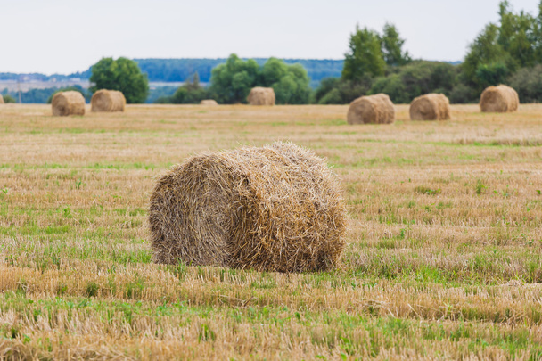 Ceppi di paglia sul campo di grano
 - Foto, immagini