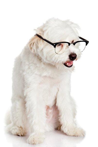 白い背景で隔離のメガネで犬 - 写真・画像