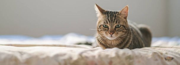 Όμορφη γάτα κοντά μαλλιά που βρίσκεται στο κρεβάτι στο σπίτι - Φωτογραφία, εικόνα
