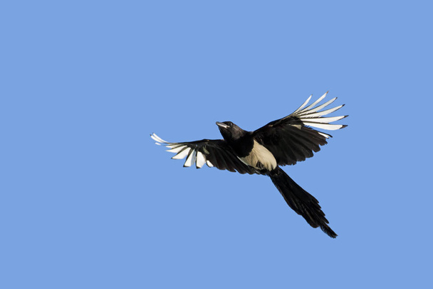 Magpie. Natuur achtergrond. Vogel: Euraziatische Magpie. Pica pica. - Foto, afbeelding