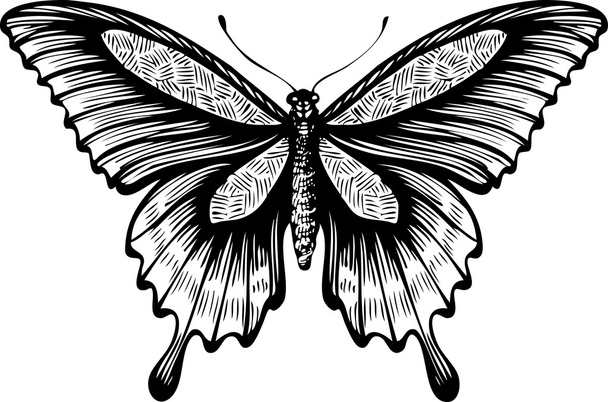 Butterfly, graphic style, hand drawn, black and white isolated vector illustration - Вектор, зображення