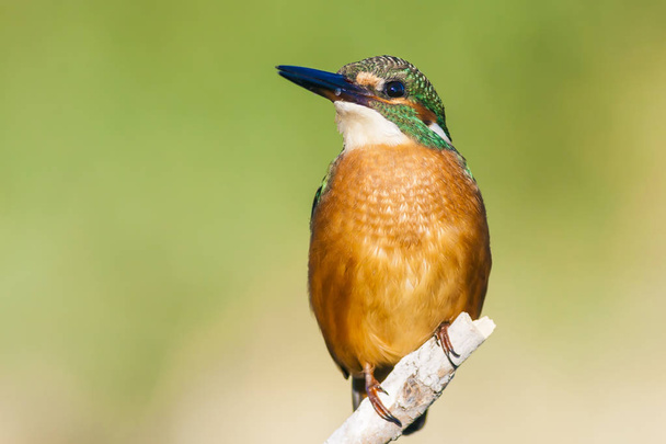 Aranyos színes madár Kingfisher. Zöld természeti háttér.  - Fotó, kép