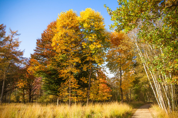 Autumn Landscape. Forest in Autumn. Colorful autumn - Fotografie, Obrázek